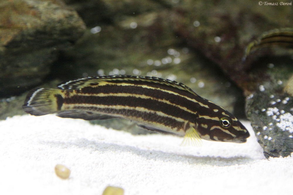Regan's Julie (Julidochromis regani)
