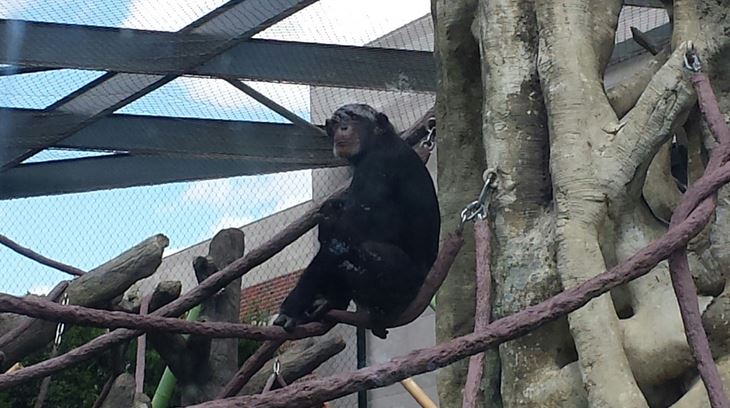 Regensetin Center for African Apes - Common Chimpanzee