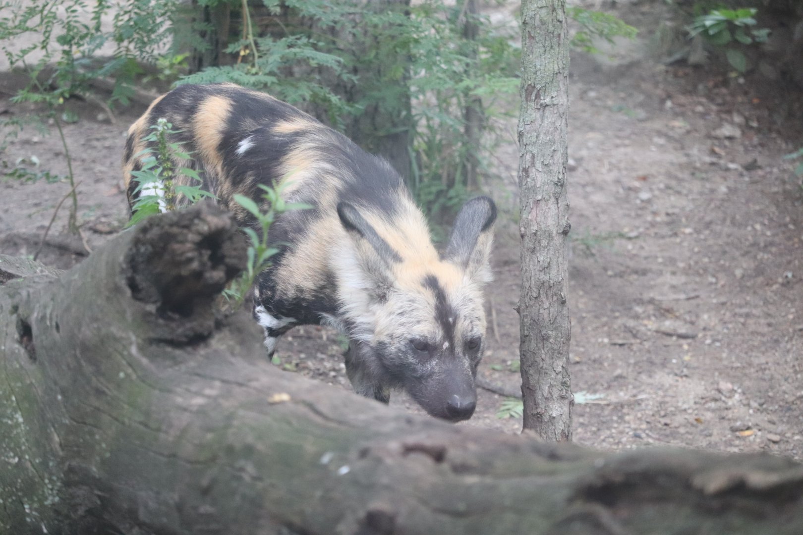 Regenstein African Journey - African Painted Dog