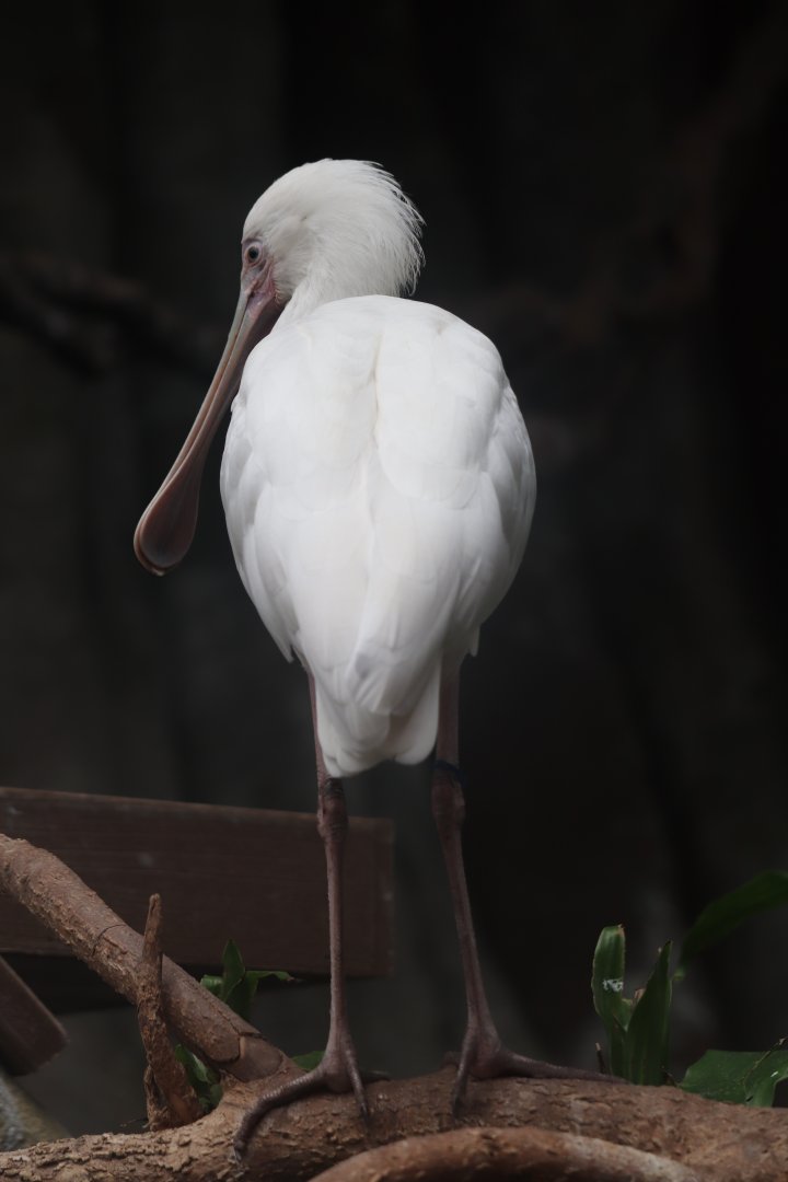 Regenstein African Journey - African Spoonbill