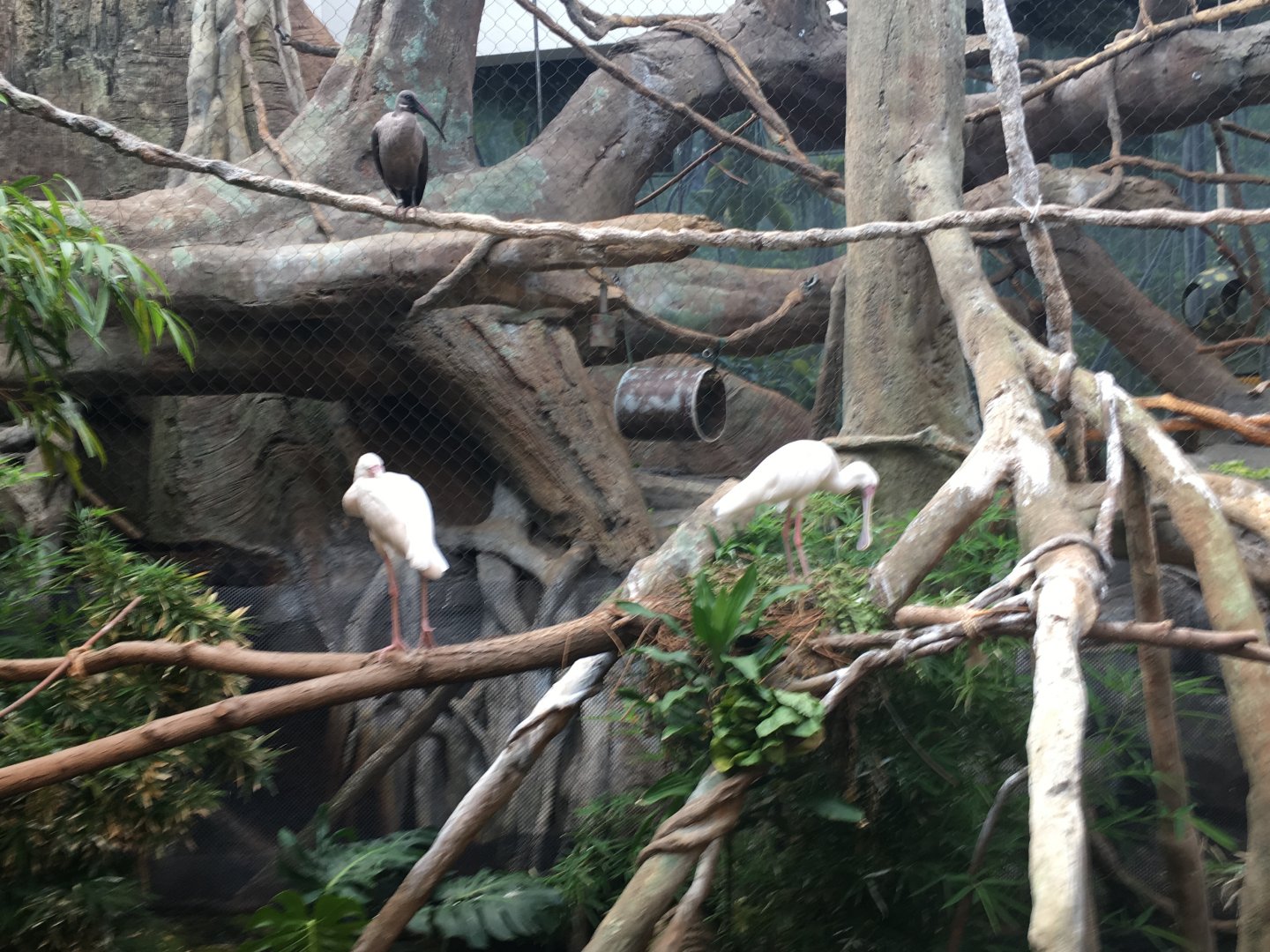 Regenstein African Journey - Birds