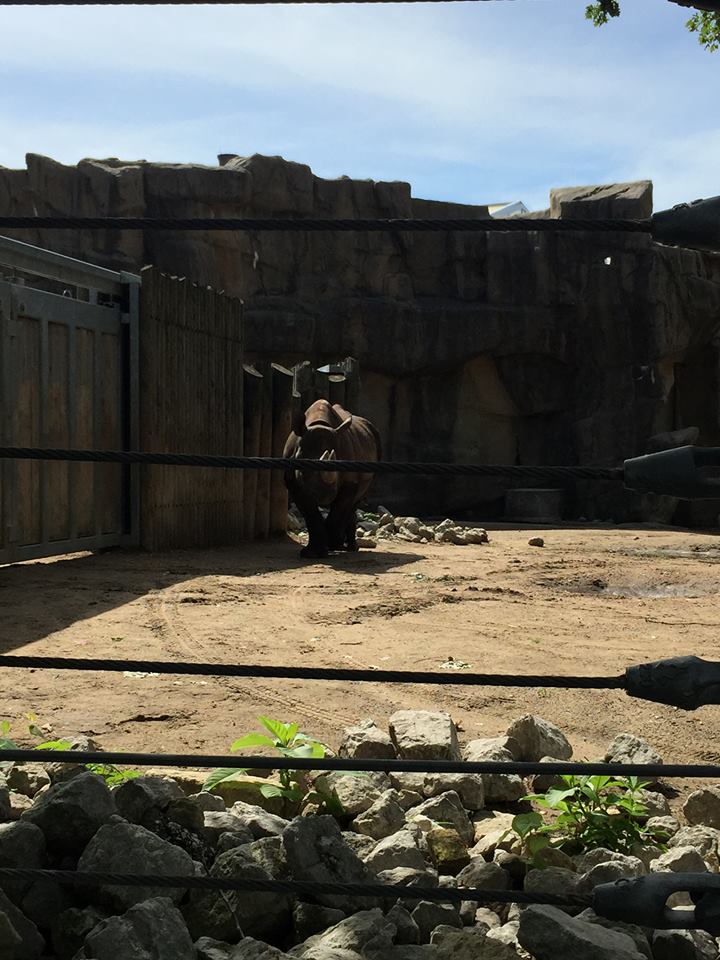 Regenstein African Journey- Black Rhinoceros