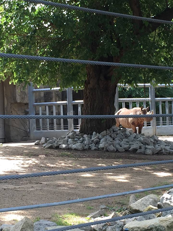 Regenstein African Journey- Black Rhinoceros