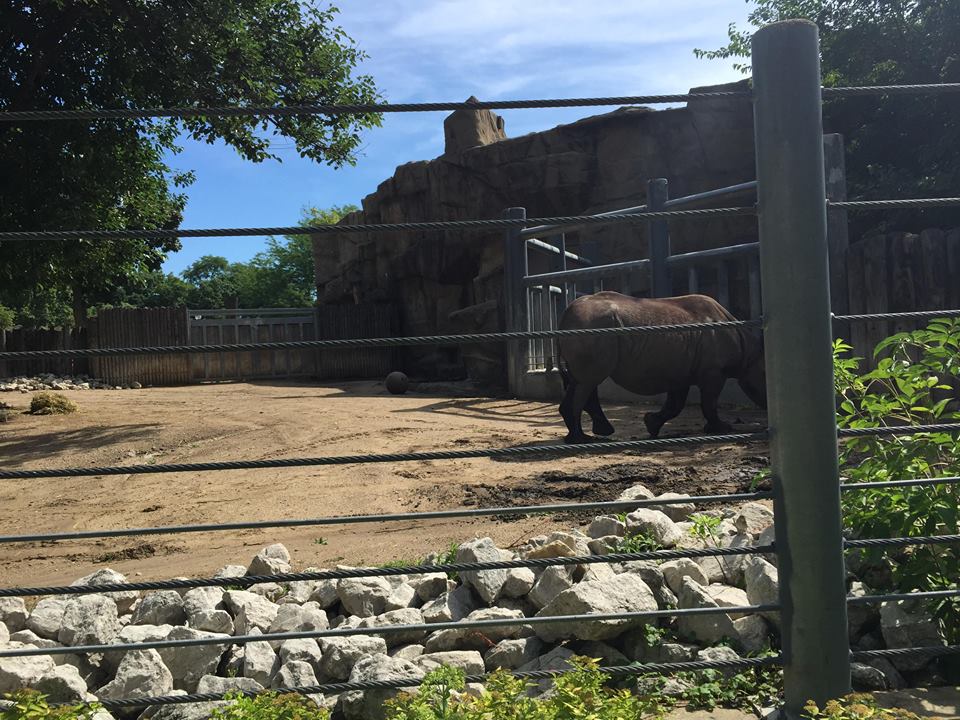 Regenstein African Journey- Black Rhinoceros