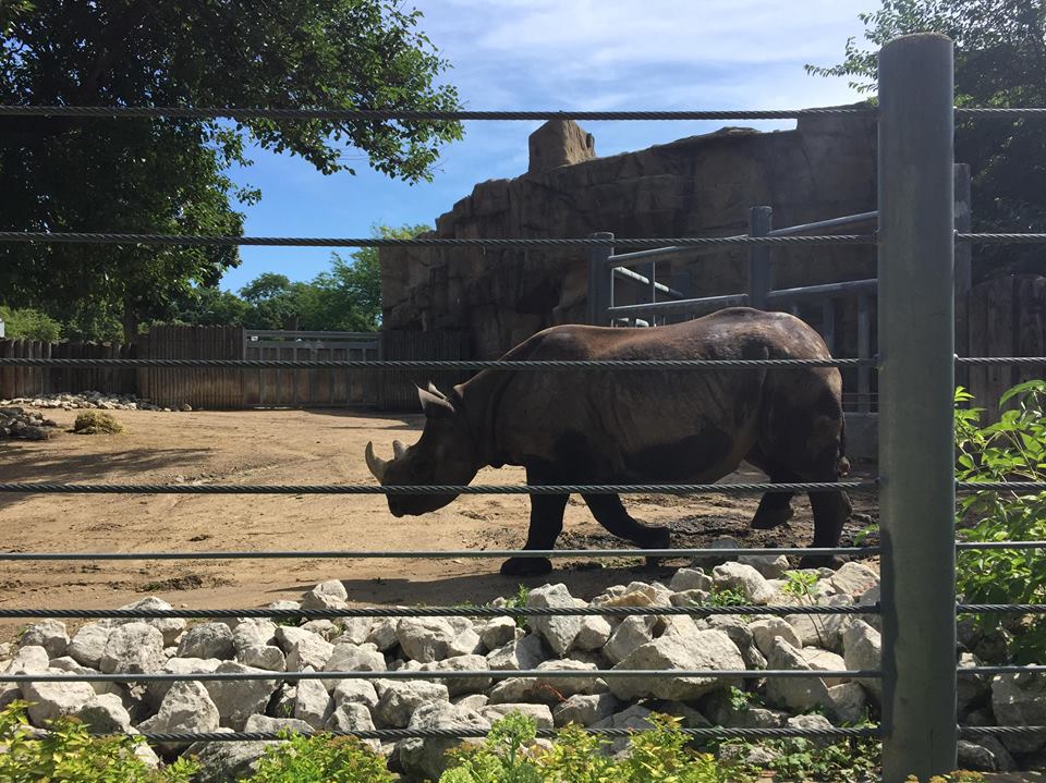 Regenstein African Journey- Black Rhinoceros