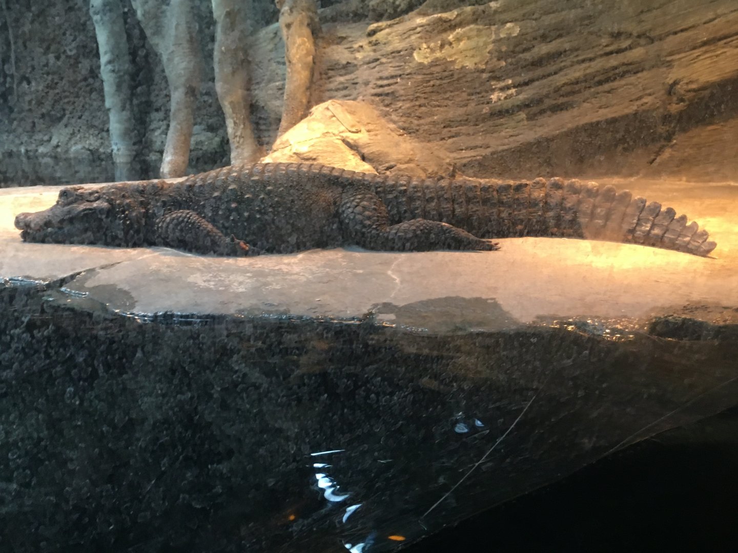 Regenstein African Journey - Dwarf Crocodile