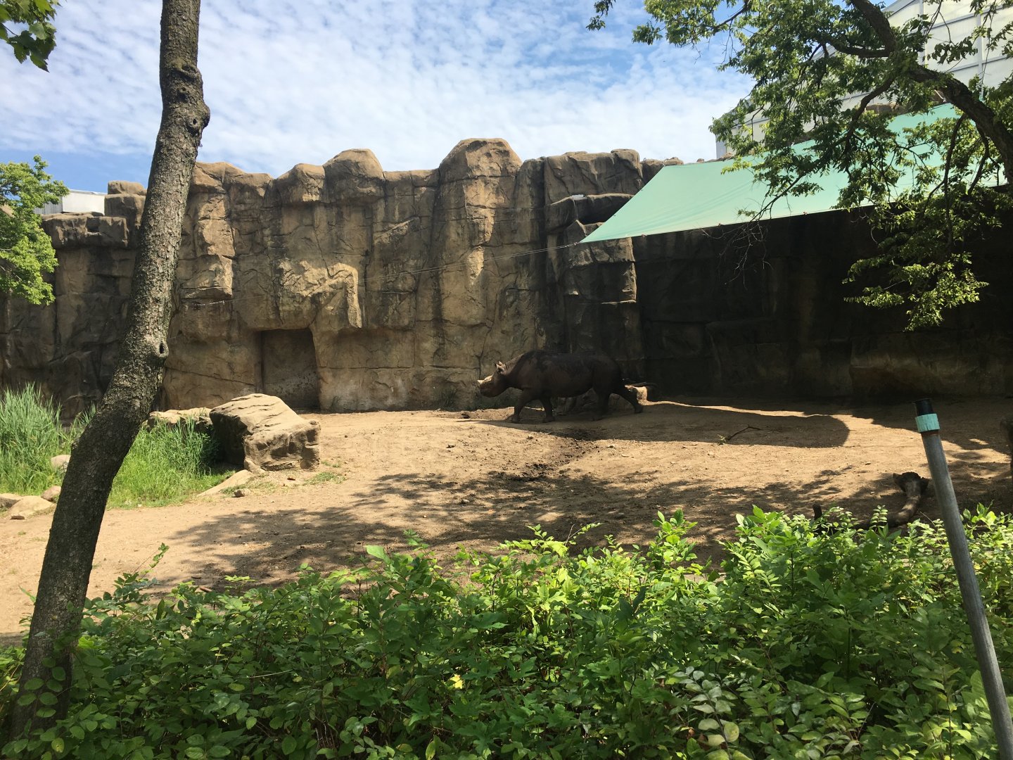 Regenstein African Journey - Eastern Black Rhino Enclosure #1