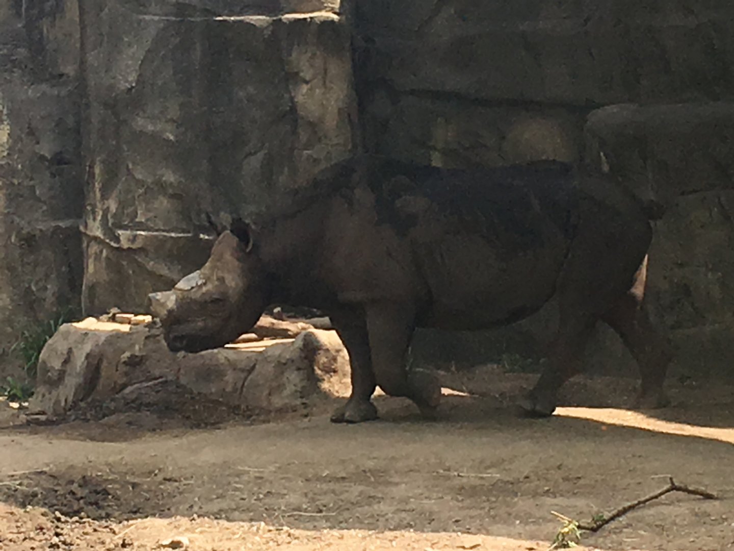 Regenstein African Journey - Eastern Black Rhinoceros