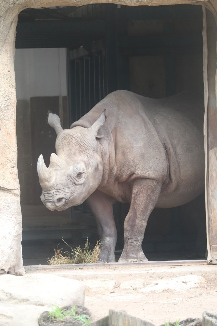 Regenstein African Journey - Eastern Black Rhinoceros