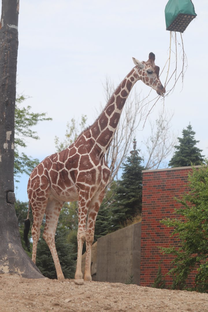 Regenstein African Journey - Giraffe