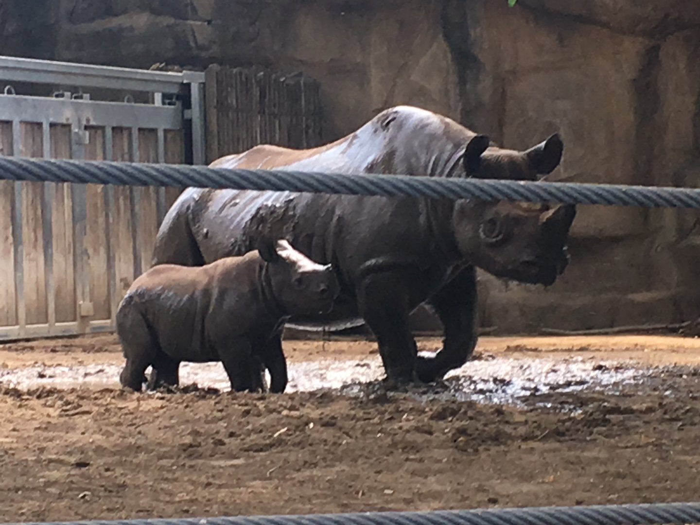 Regenstein African Journey - Kapuki and Romeo