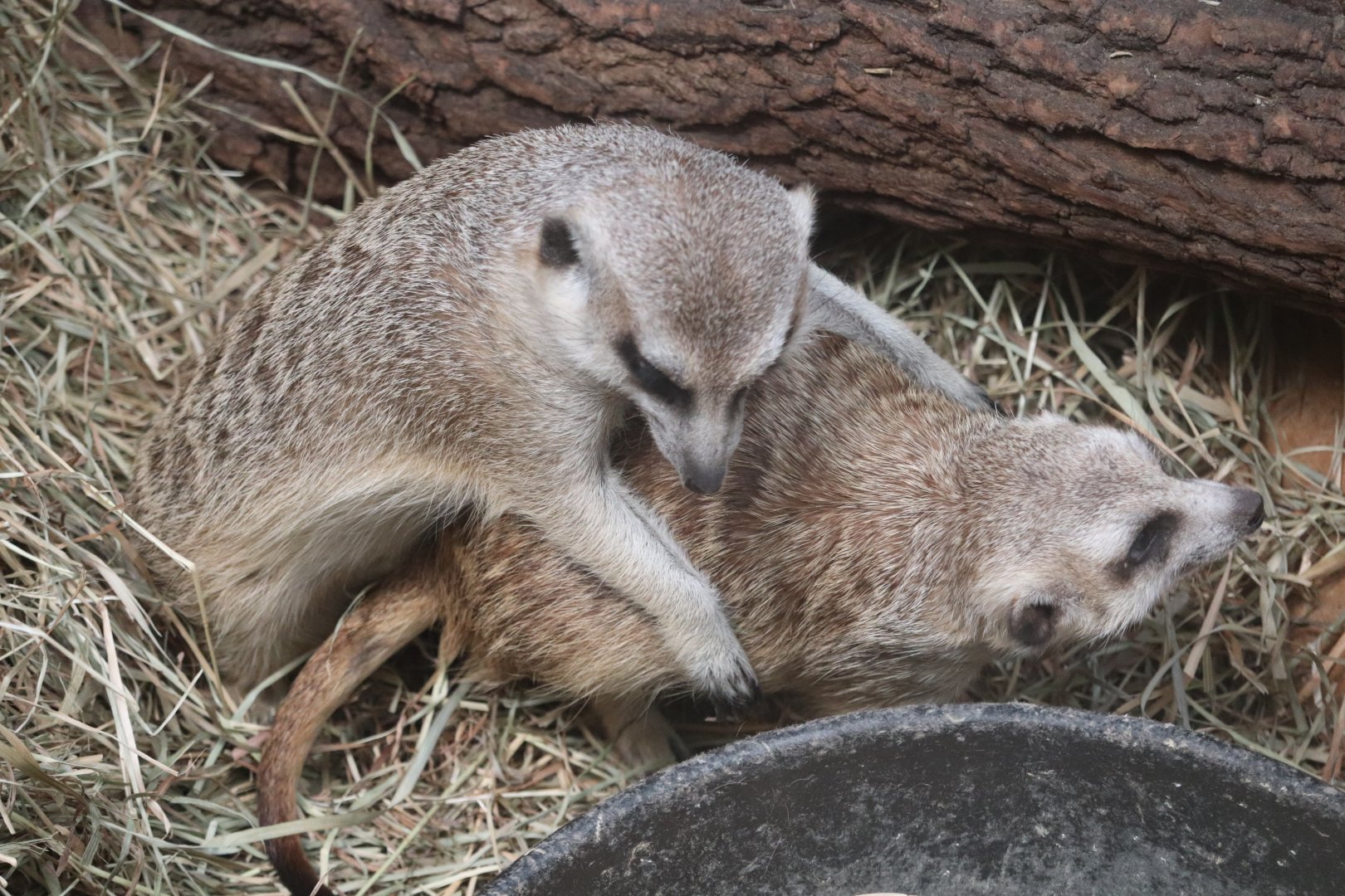 Regenstein African Journey - Meerkat
