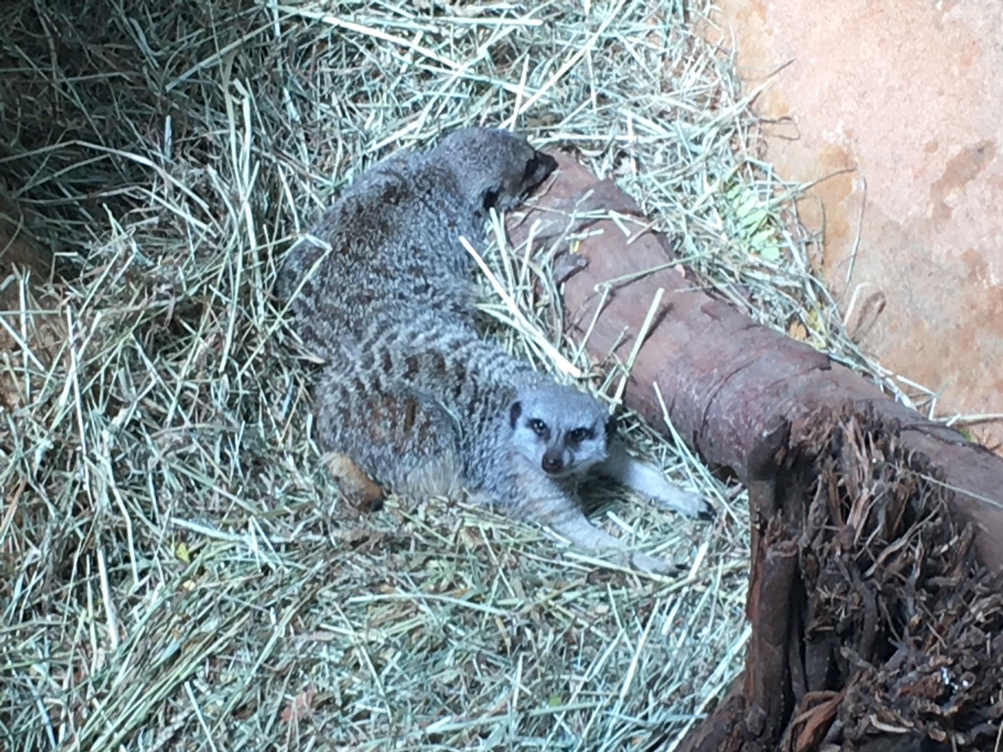 Regenstein African Journey - Meerkats