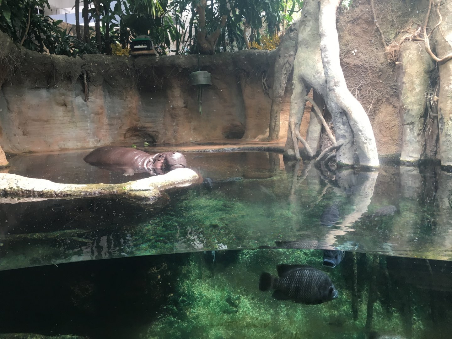 Regenstein African Journey - Pygmy Hippo/Zebra Tilapia Exhibit
