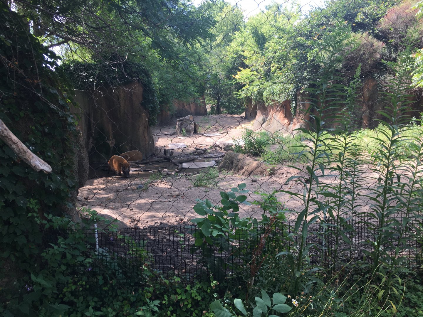 Regenstein African Journey - Red River Hog Exhibit