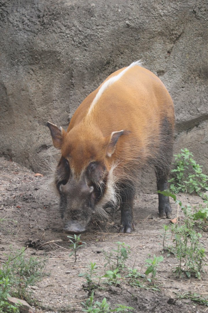 Regenstein African Journey - Red River Hog