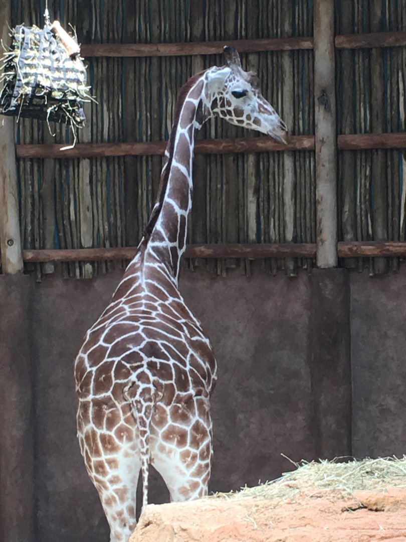 Regenstein African Journey - Rothschild's giraffe