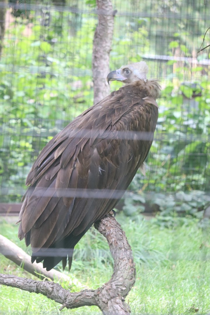 Regenstein Birds of Prey - Cinereous Vulture