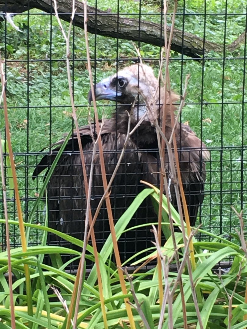 Regenstein Birds of Prey - Eurasian Black Vulture #2