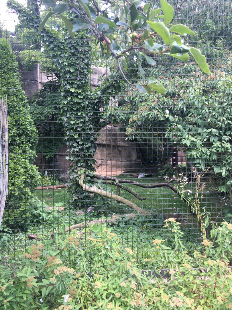 Regenstein Birds of Prey Exhibit - Snowy Owl Aviary
