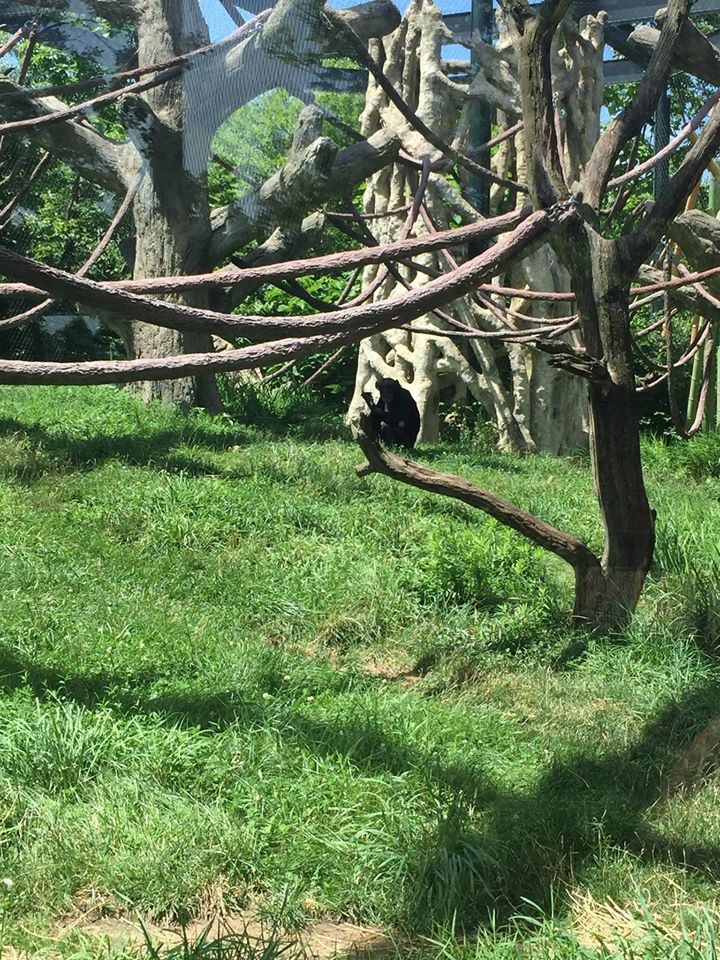 Regenstein Center for African Apes- Chimpanzee