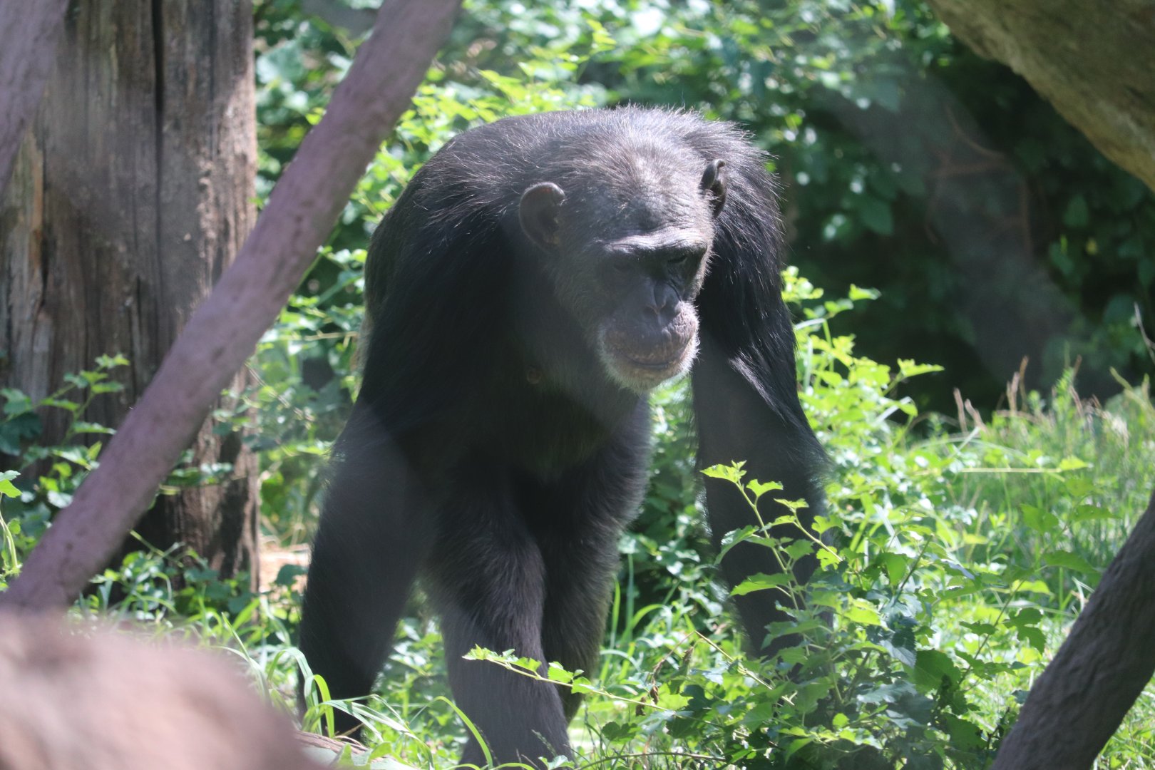 Regenstein Center for African Apes - Chimpanzee