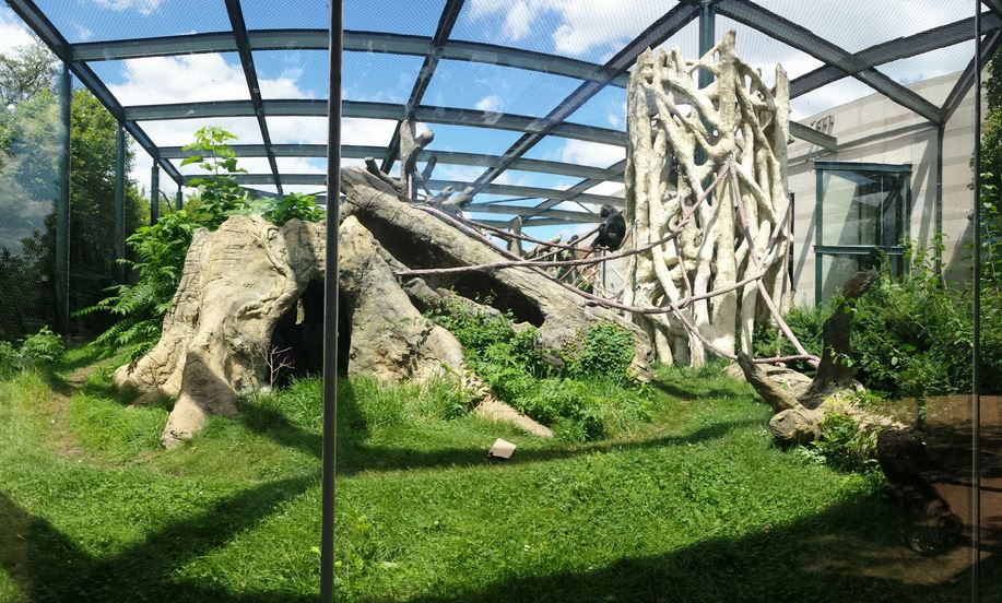 Regenstein Center for African Apes - Common Chimpanzee Exhibit