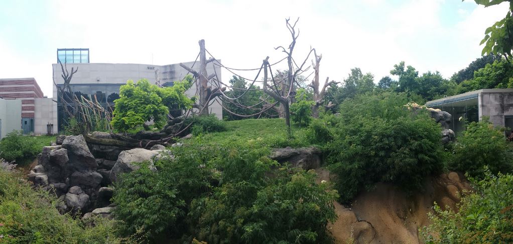 Regenstein Center for African Apes - First Gorilla Exhibit