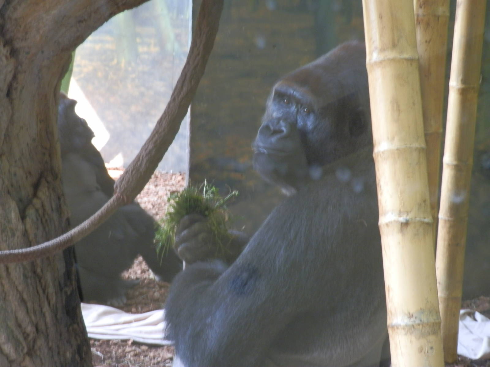 Regenstein Center for African Apes- Gorilla