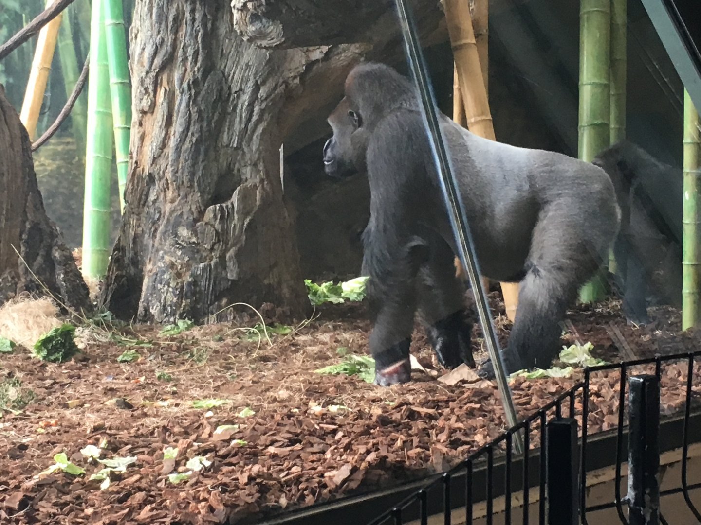 Regenstein Center For African Apes - Kwan