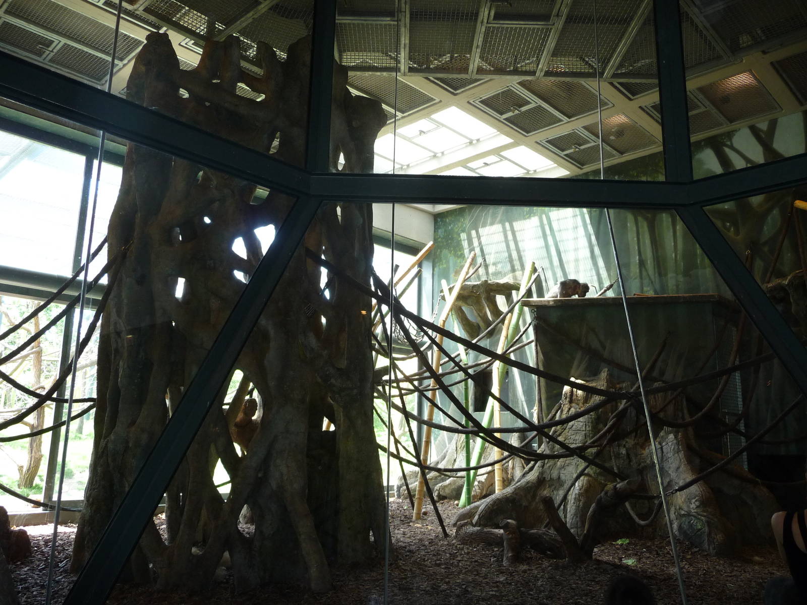 Regenstein Center for African Apes - Lincoln Park Zoo