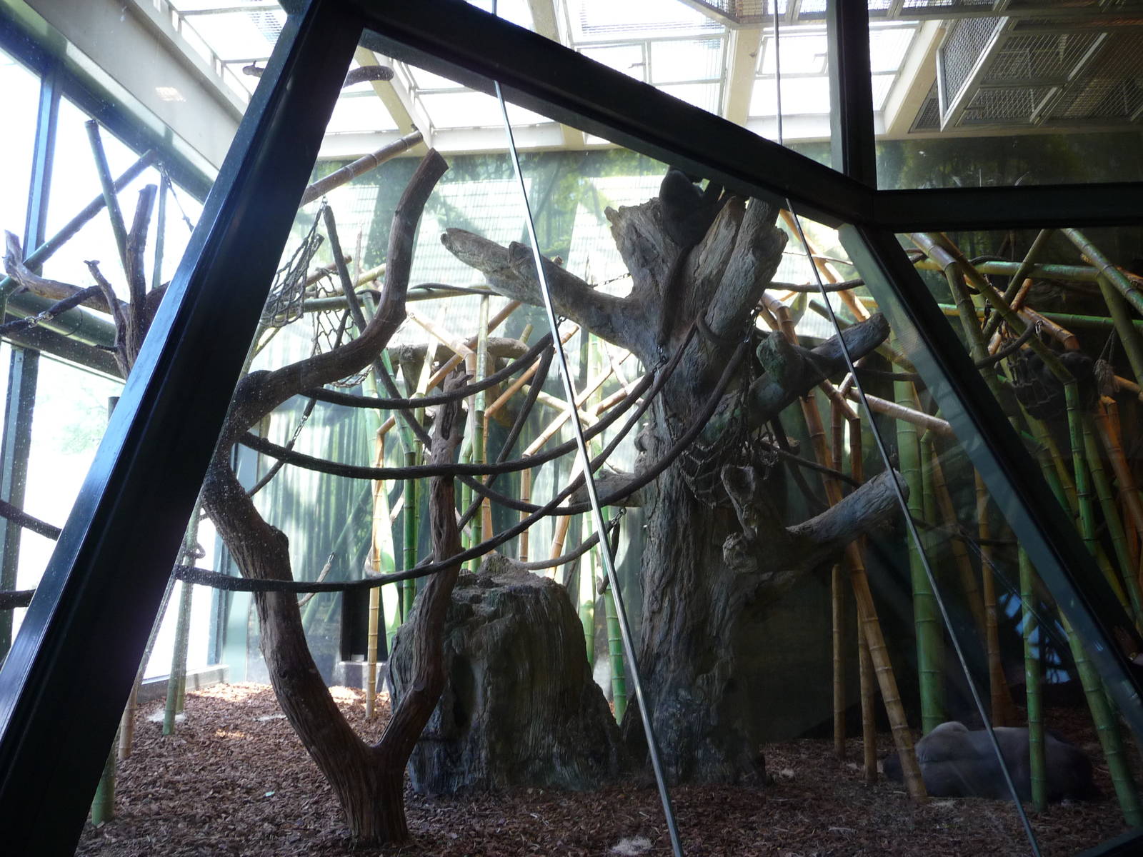 Regenstein Center for African Apes - Lincoln Park Zoo