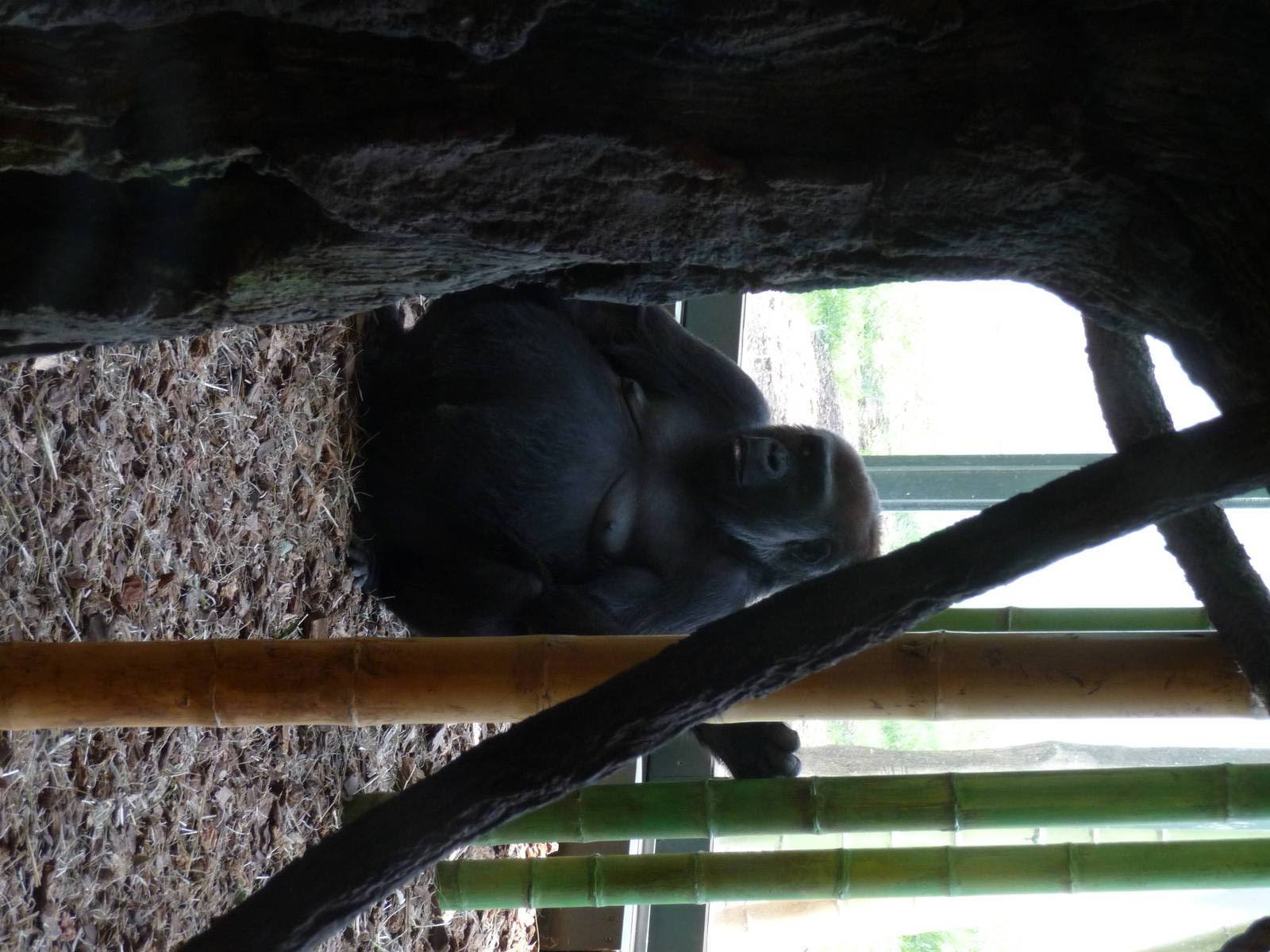 Regenstein Center for African Apes - Lincoln Park Zoo