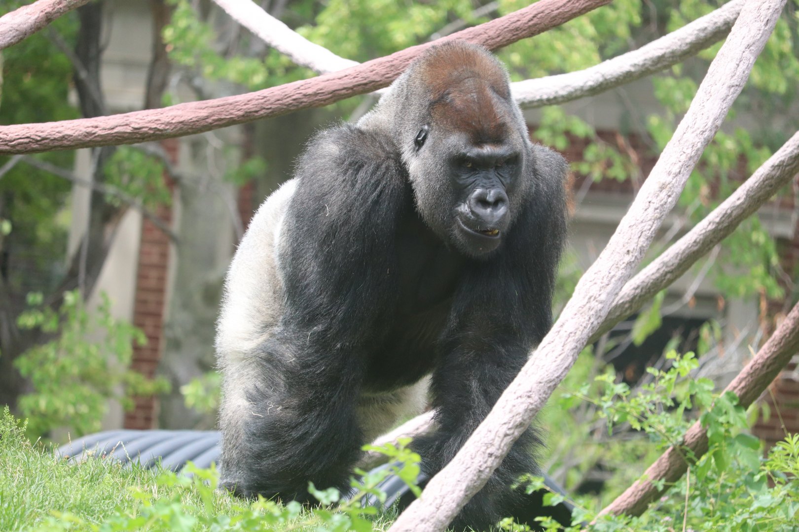 Regenstein Center for African Apes - Western Lowland Gorilla