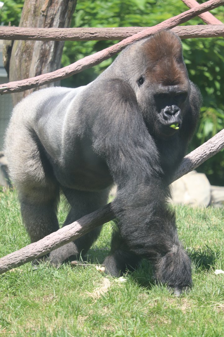 Regenstein Center for African Apes - Western Lowland Gorilla