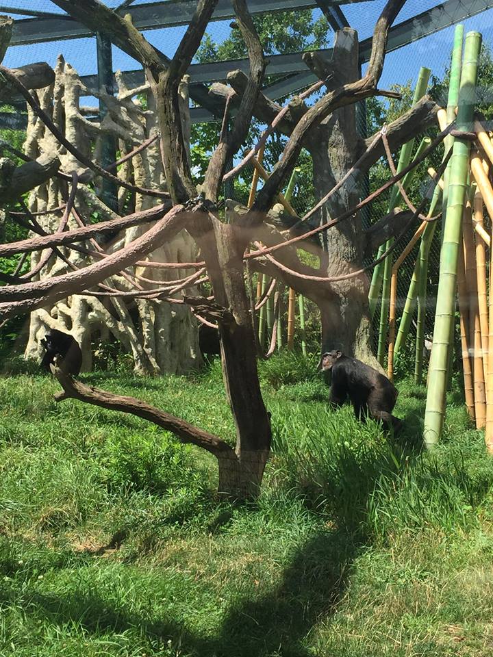 Regenstein Center for African Apes