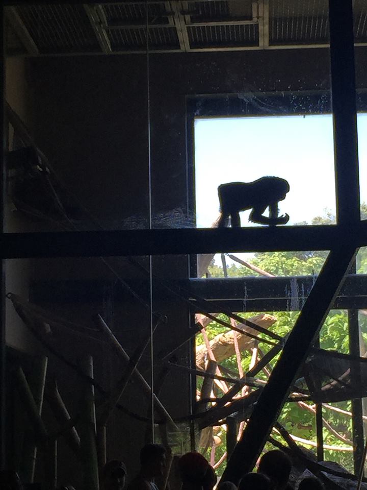 Regenstein Center for African Apes