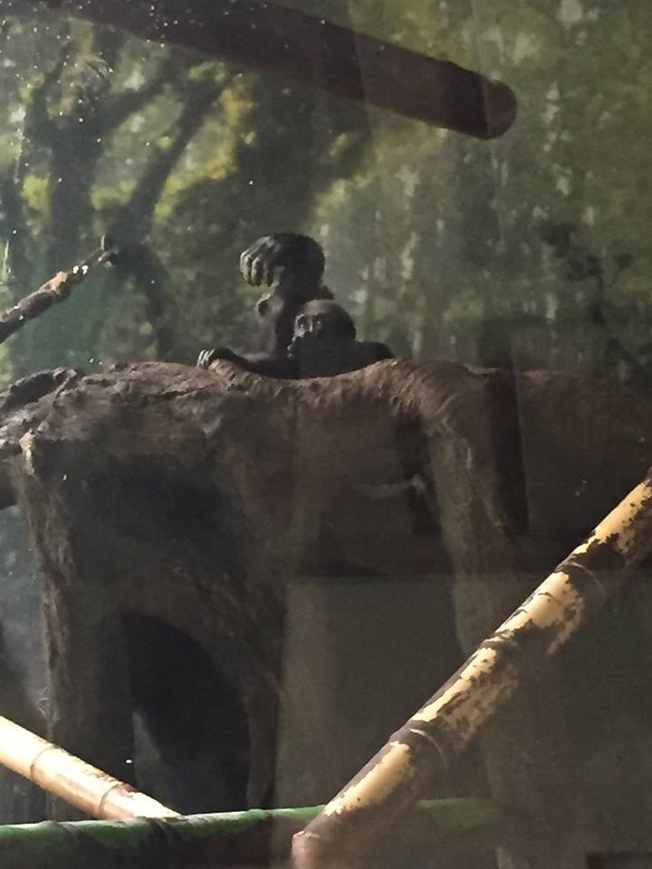 Regenstein Center for African Apes