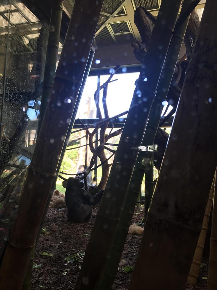 Regenstein Center for African Apes