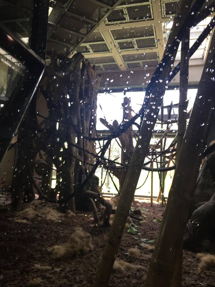 Regenstein Center for African Apes