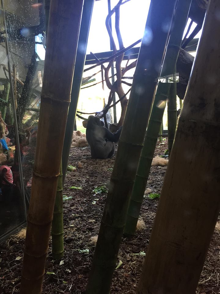 Regenstein Center for African Apes