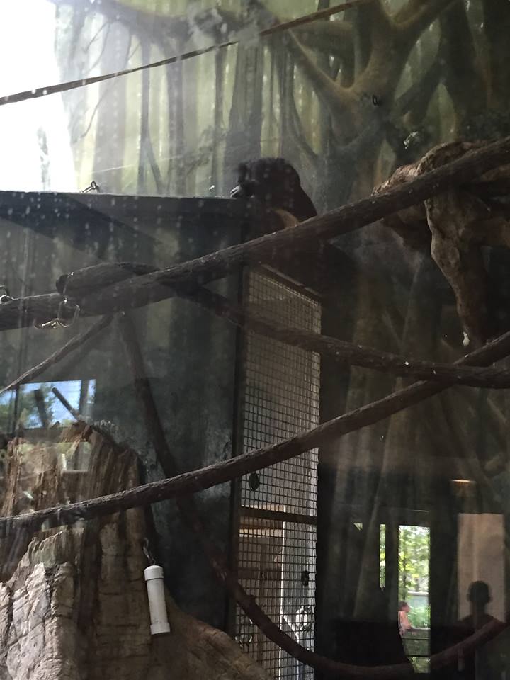 Regenstein Center for African Apes