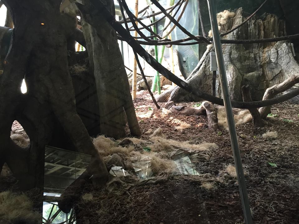 Regenstein Center for African Apes