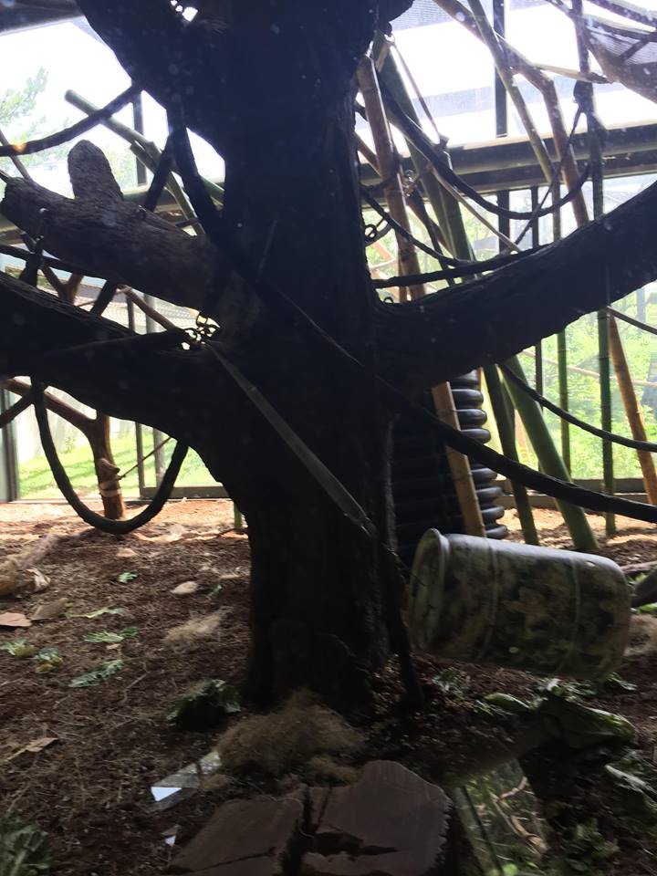 Regenstein Center for African Apes