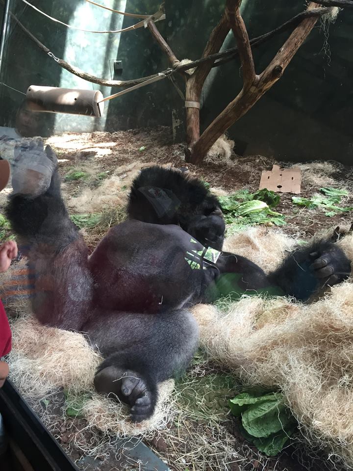 Regenstein Center for African Apes