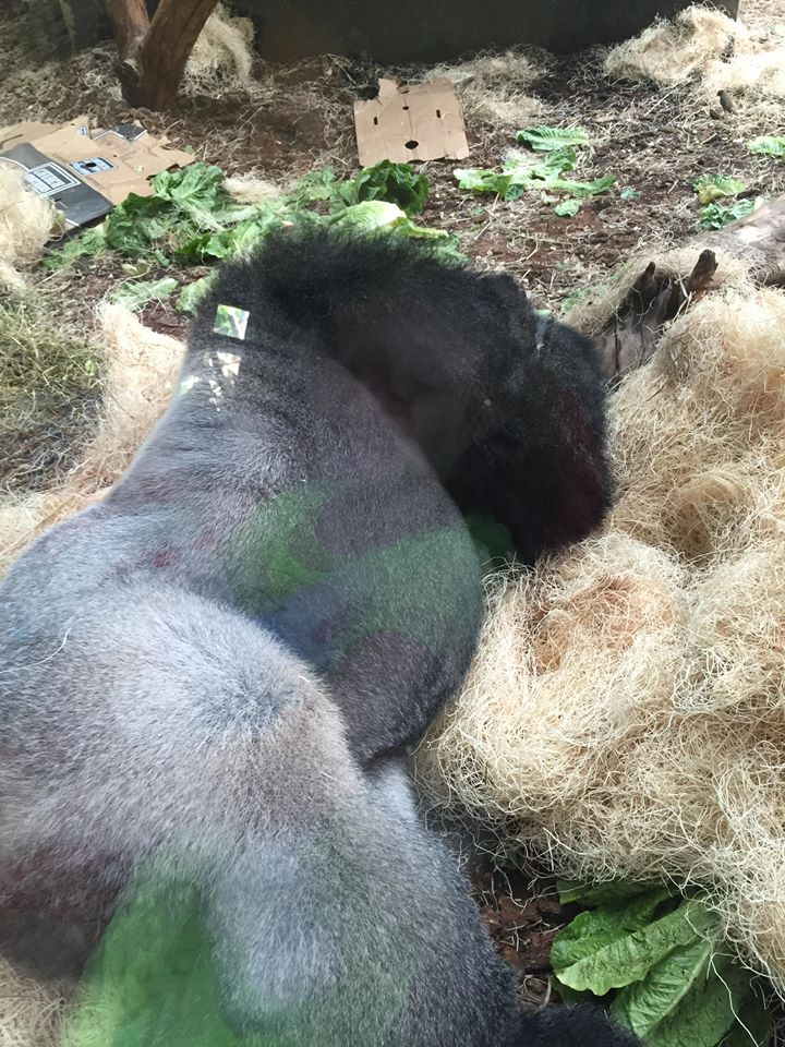 Regenstein Center for African Apes