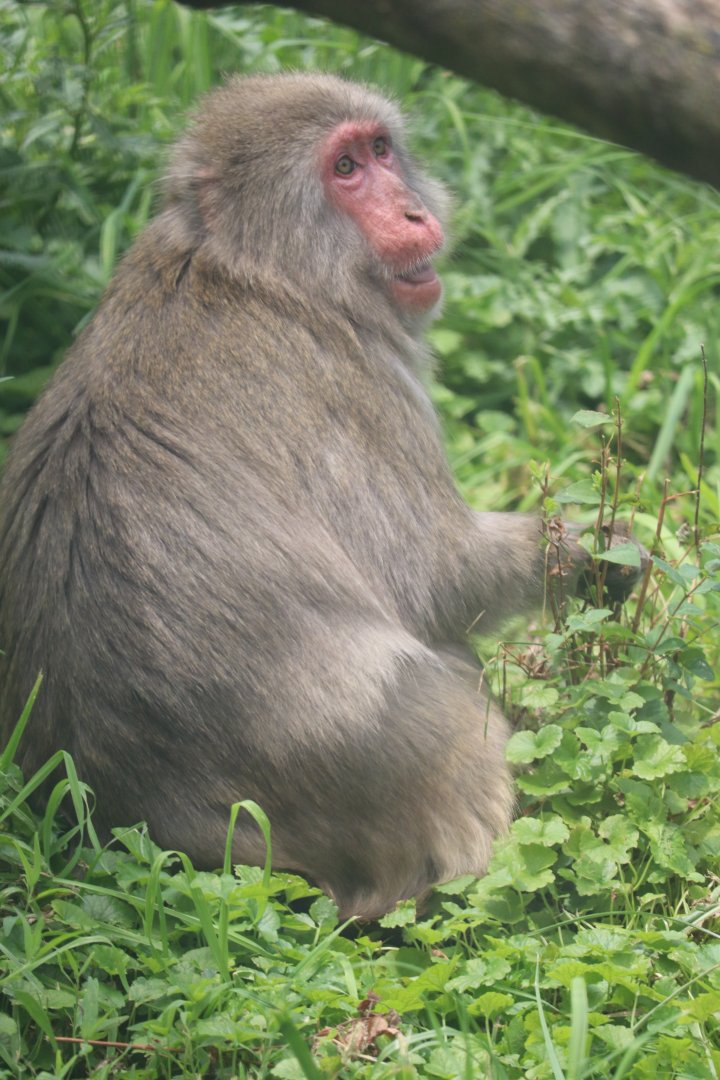 Regenstein Macaque Forest - Japanese Macaque