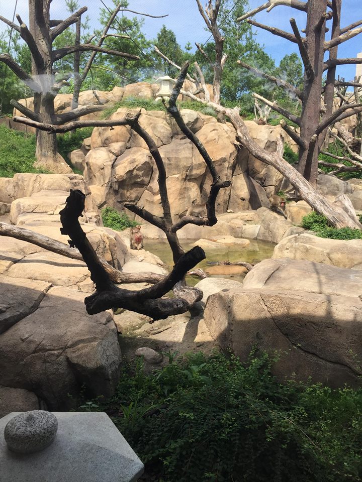 Regenstein Macaque Forest
