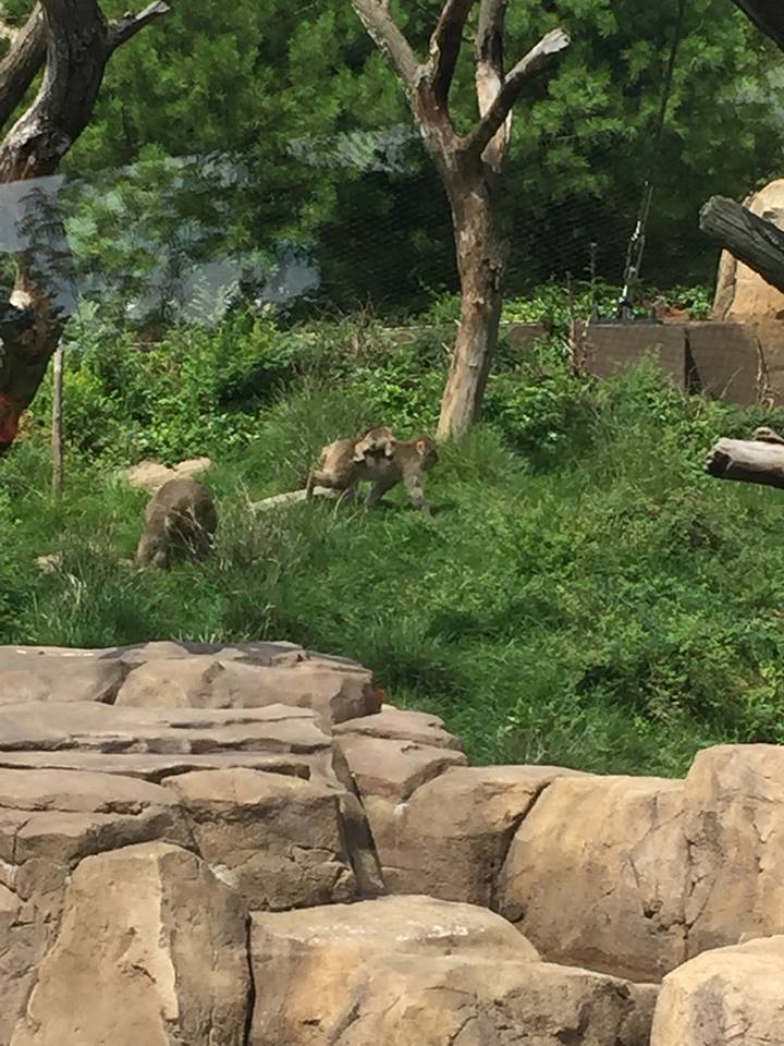 Regenstein Macaque Forest