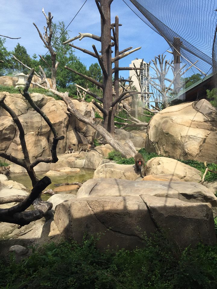 Regenstein Macaque Forest